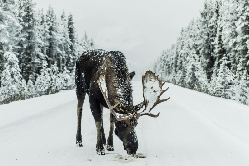  Источник изображения: Ivars Krutainis / Unsplash 