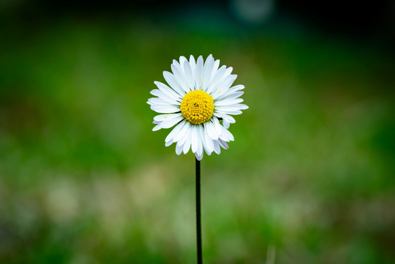Источник изображения: Guillaume de Germain/unsplash.com