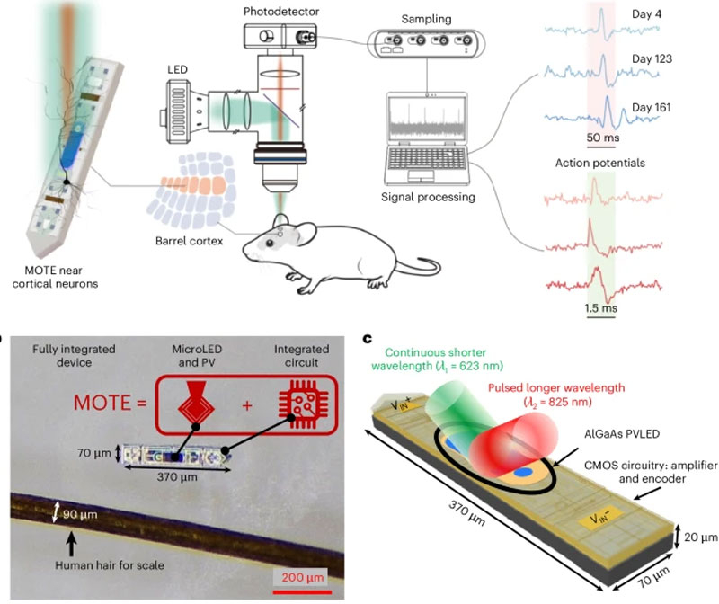  Источник изображения: Nature Electronics 2025 