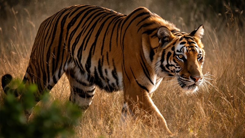 Источник изображения: Nvidia