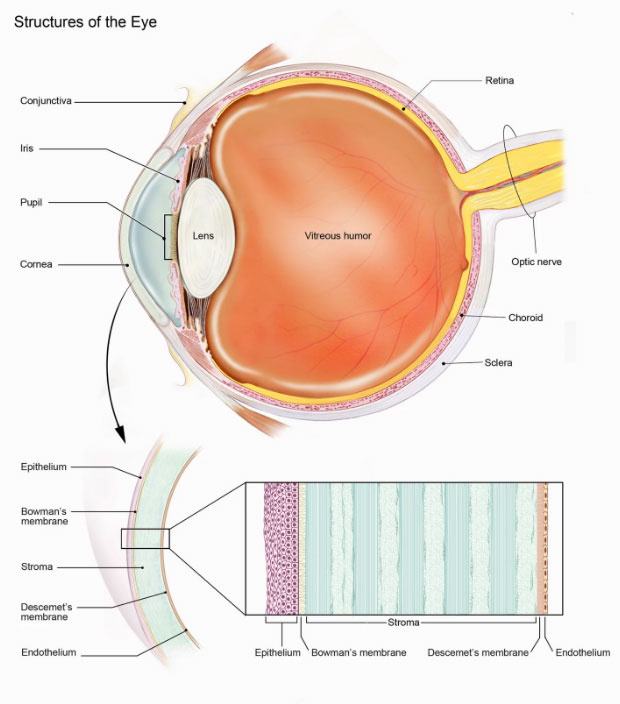  Принтер напечтатал роговицу толщиной 500-600 мкм с разрешением в мкм и с заданной кривизной 