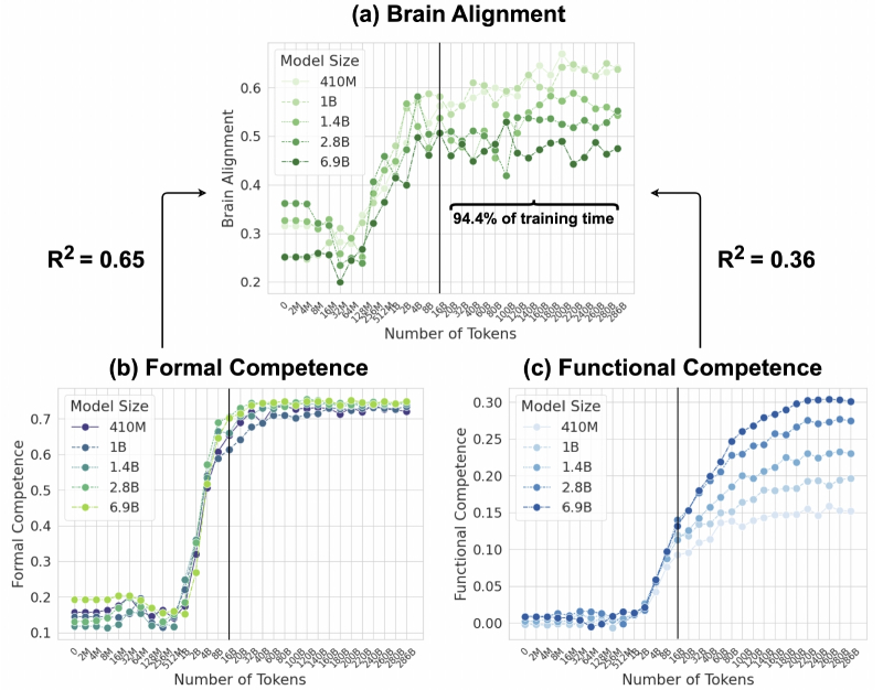  Соответствие модели сети человеческого языка в основном определяется формальной, а не функциональной лингвистической компетенцией. (a) Среднее соответствие мозговой активности по пяти моделям Pythia и пяти наборам данных записи мозговой активности, нормализованное по межсубъектной согласованности на протяжении всего обучения. (b) Средняя нормализованная точность тех же моделей на эталонных показателях формальной лингвистической компетенции (два эталонных показателя). (c) Средняя нормализованная точность на эталонных показателях функциональной лингвистической компетенции (шесть эталонных показателей). Ось x логарифмически расположена с шагом до 16 млрд токенов, отражая динамику раннего обучения, а затем равномерно с шагом 20 млрд токенов от 20 млрд до ~300 млрд токенов (источник: aclanthology.org/2025.emnlp-main.1237/) 