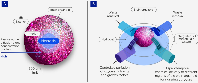  (A) при пассивной диффузии кислород, питательные вещества и факторы роста проникают в органоид на глубину всего около 300 мкм, поэтому в ядрах более крупных образований начинается некроз; (B) микрофлюидные устройства обеспечивают контролируемую перфузию по всему объёму более крупных органоидов (источник: Johns Hopkins University) 