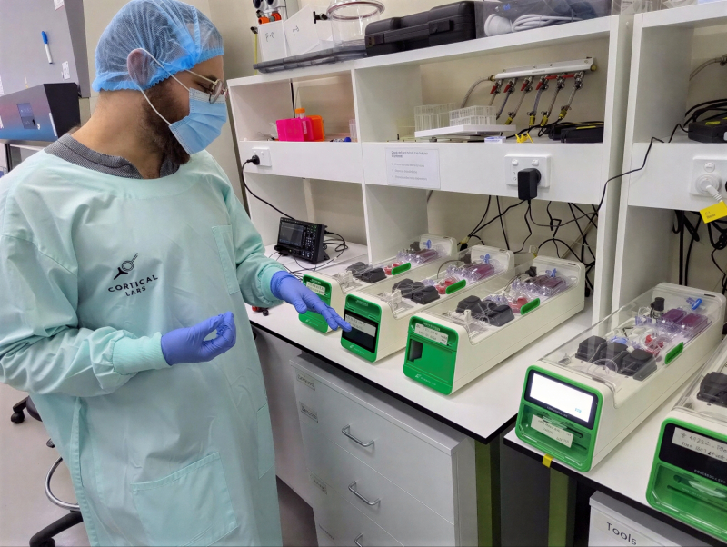  &laquo;Сохнут, родимые!&raquo; (источник: Cortical Labs) 