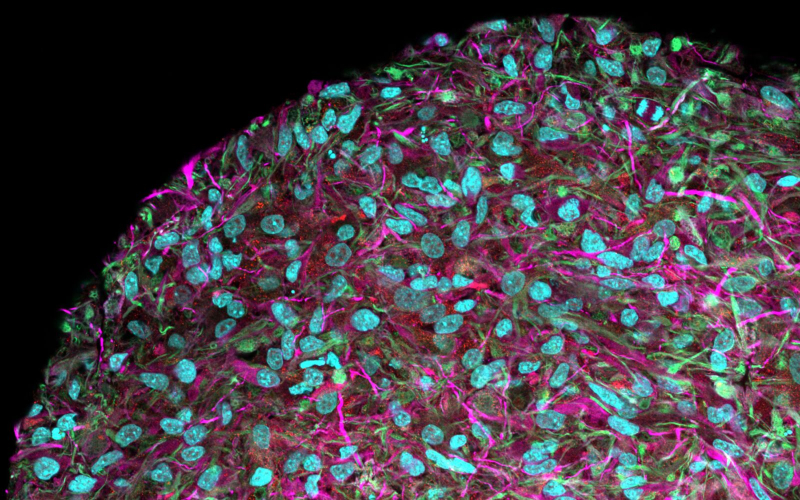  Будет ли когда-нибудь примерно так выглядеть (под микроскопом) поверхность типового процессора в самом обычном настольном ПК? Навряд ли, но вполне вероятно, что облачный доступ к биомашинам такого рода, размещённым в специализированных дата-центрах, будут предоставлять уже через несколько лет (источник: Frontiers Media) 