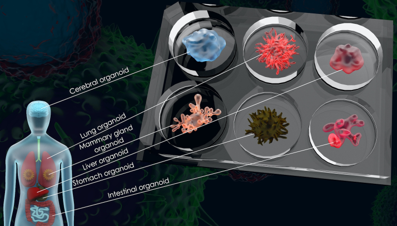  &laquo;Эмулируй подобное подобным&raquo;, &mdash; как бы говорят нам разработчики органоидов: если производить вычисления искусственно выращенный мозг пока не слишком способен, то тестировать на нём новые лекарства и методы терапии уже возможно &mdash; как на органоидах других органов (источник: TempoBioscience) 