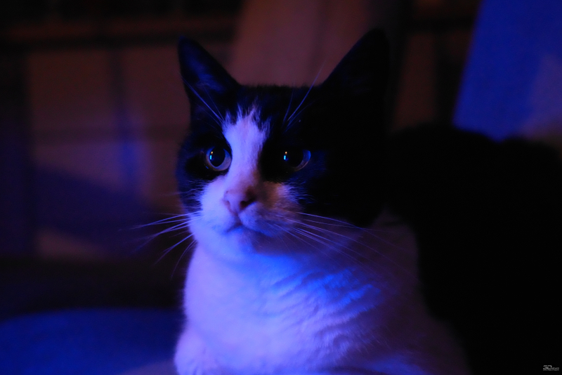  f/4, 1/100, iso 16 000 